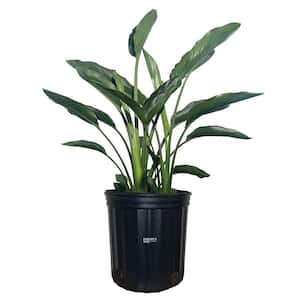 Bird Of Paradise Orange Live Outdoor Plant in Growers Pot Average Shipping Height 2-3 Ft. Tall