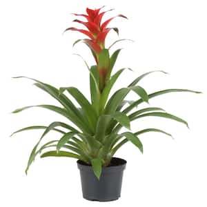 6 in. Bromeliad Plant