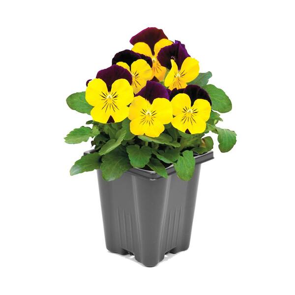 1 Gal. Purple Viola Plant 1904 - The Home Depot