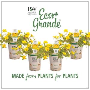 4.25 in. Eco+Grande Mojave Yellow Moss Rose (Portulaca) Live Plant, Yellow Flowers (4-Pack)
