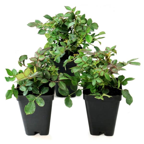 2.5 in. Rose Miniature Orange Honey with Orange Flowers (3-Pack)