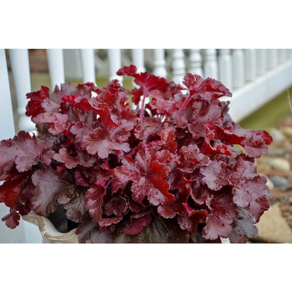 PROVEN WINNERS 4.5 in. Quart Dolce Cherry Truffles Coral Bells (Heuchera), Live Plant, Red Foliage