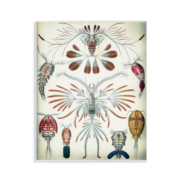 Stupell Industries Vintage Crustacean Diagram by Graffi*Tee Studios Unframed Animal Graphic Art Print 14 in. x 11 in.