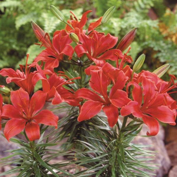 Unbranded Lily Crimson Pixie Dormant Bulbs (6-Pack)-DISCONTINUED