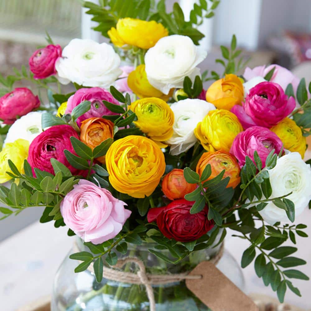 Garden State Bulb 6/7 cm Ranunculus Bulbs Mixed (Bag of 50) ECF-16-50