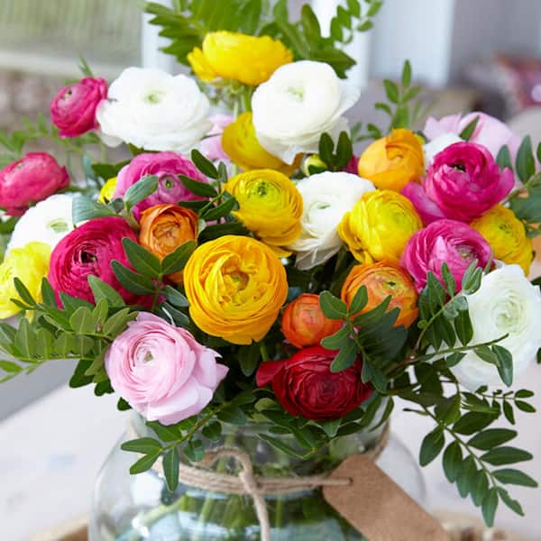 Garden State Bulb 6/7 cm Ranunculus Bulbs Mixed (Bag of 50)