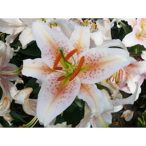 3 Gal. Yellow Asiatic Lily Perennial Plant (1-Pack)