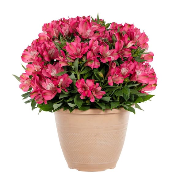 1.75 Gal. Deco Planter Alstroemeria Peruvian Lily Inca Candy Pink Perennial Plant