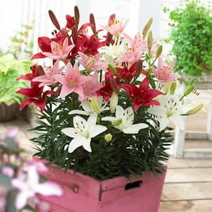 Patio Container Blend Lily Sorbet Bulbs (7-Pack)