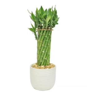 Grower's Choice Medium Lucky Bamboo Indoor Plant in 4.5 in. 2-Tone Round Ceramic Pot, Avg Shipping Height 1-2 ft.