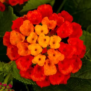 Lantana Annual Plant with Red Flowers (5-Pack)