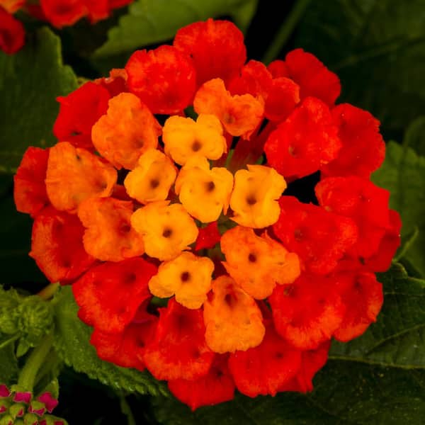 Vigoro Lantana Annual Plant with Red Flowers (5-Pack)