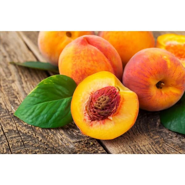Online Orchards Semi Dwarf Crest Haven Peach Tree - 3 ft.