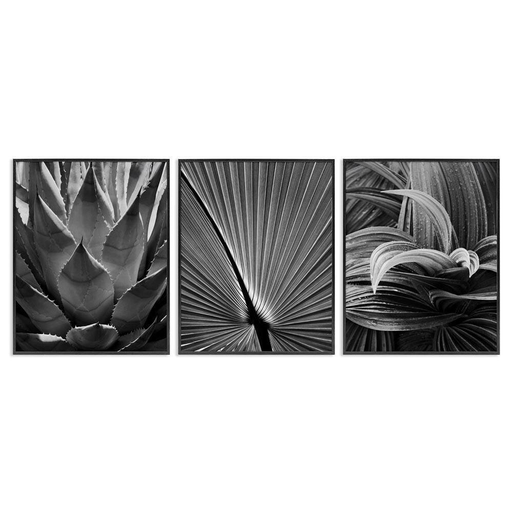 Palm Frond Details by Chip Forelli 3 Pieces Black Framed Nature Giclee Art Print 14 in. x 11 in. price history on PriceWatchPro