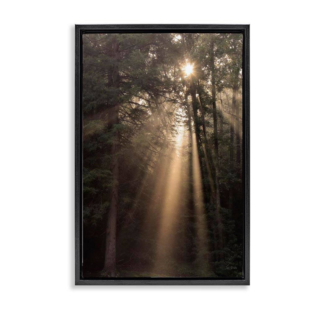 Sunlight Through Tree Canopy by Lori Deiter Black Floater Frame Nature Graphic Art Print 25 in. x 17 in. price history on PriceWatchPro