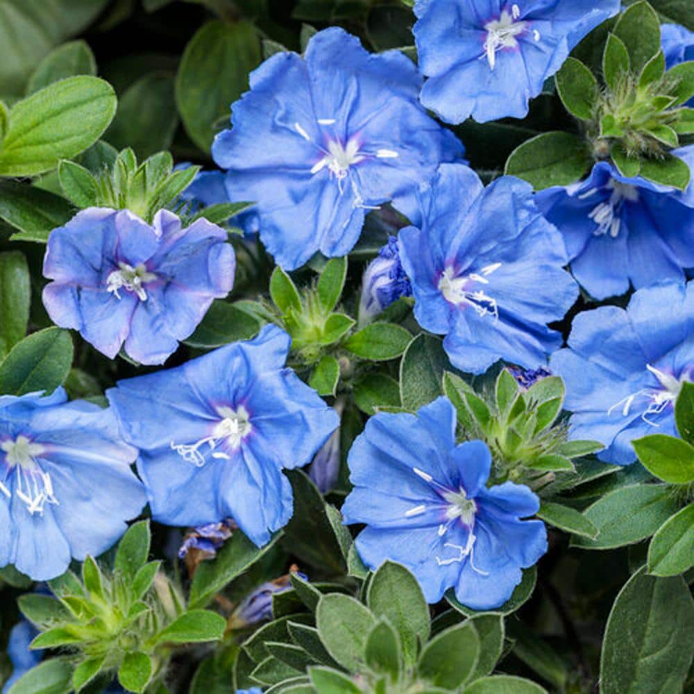 proven-winners-annual-flowers-