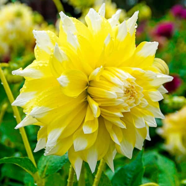 Breck's Grand Prix Dinner Plate Dahlia Dormant Flowering Bare Root Bulbs (5-Pack)