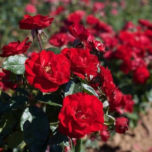 Roses Europeana Roses Bloom Color Red (1 Root Stock)