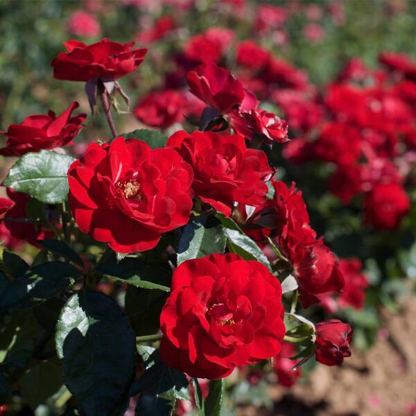 VAN ZYVERDEN Roses Europeana Roses Bloom Color Red (1 Root Stock 
