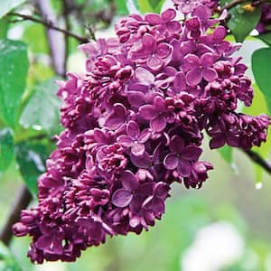 2 In. Pot Congo French Hybrid Lilac (Syringa), Live Deciduous Plant, Red Flowering Shrub (1-Pack)