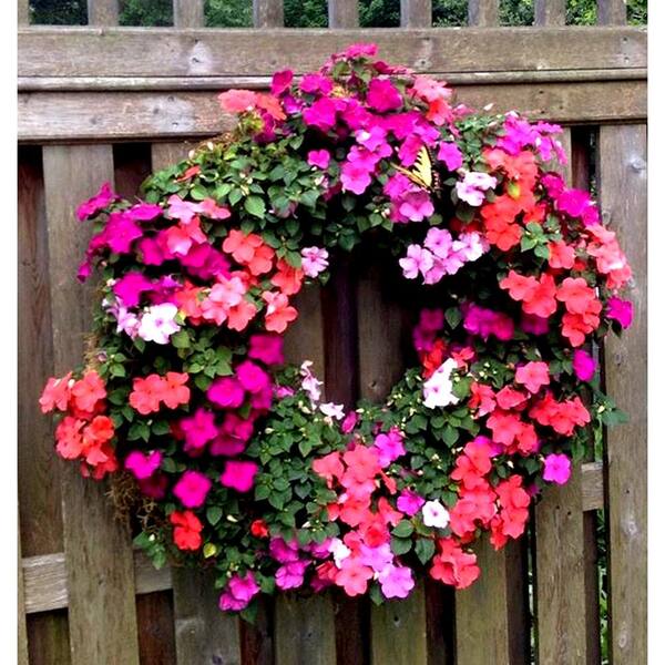 Mosser Lee 20 in. Living Wreath KEW208 - The Home Depot