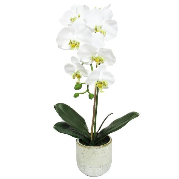 Luxury Phalaenopsis Orchids in Round Ceramic Pot