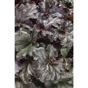 0.65 Gal. Pink Flowers and Black Foliage Primo Black Pearl Coral Bells (Heuchera) Live Plant