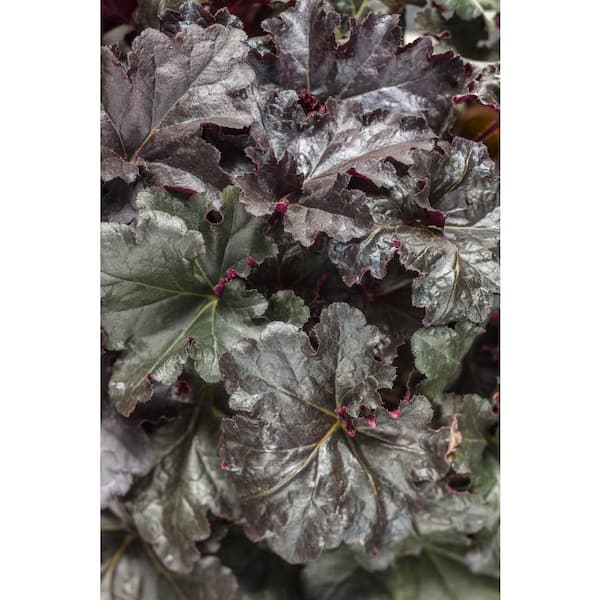 PROVEN WINNERS Primo Black Pearl Coral Bells (Heuchera) Live Plant, Black Foliage, 0.65 Gal.