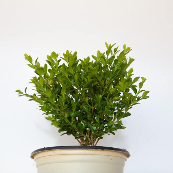 2.5 qt. Heritage Boxwood, Evergreen Shrub With Glossy Green Foliage