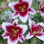 Lilies Premium OT Hybrid Friso (Set  of 9 Mammoth Bulbs)