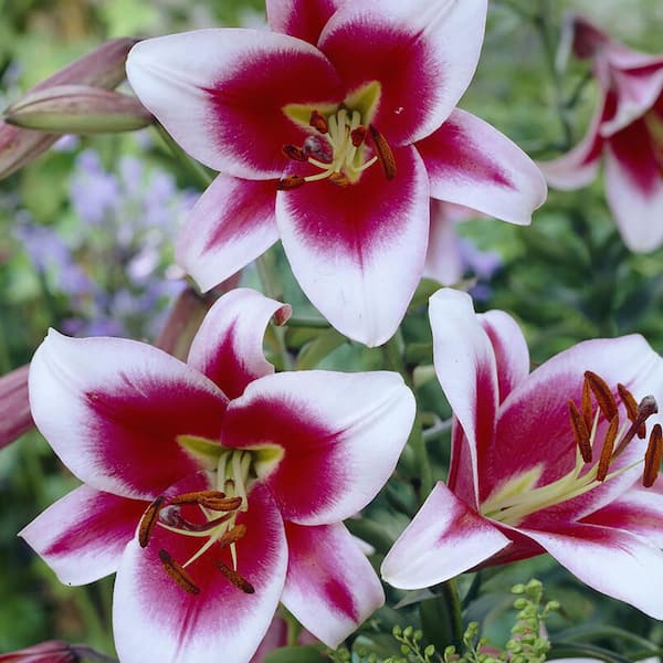 VAN ZYVERDEN Lilies Premium OT Hybrid Friso (Set of 9 Mammoth Bulbs)