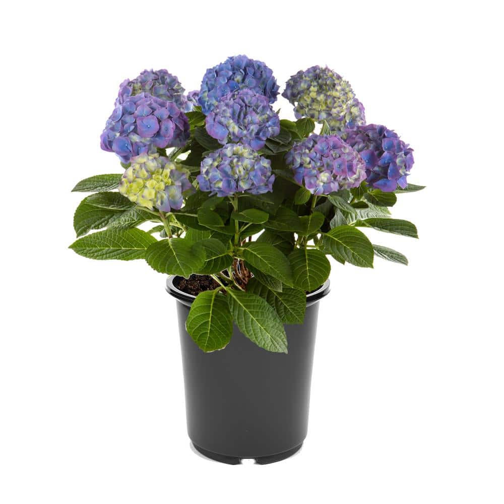 2.5 qt. Hydrangea macrophylla Hi Horizon Blue Perennial Plant with Blue Flo