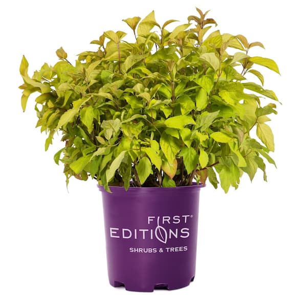 FIRST EDITIONS 2 Gal. Neon Burst Dogwood Live Shrub with Bright Yellow Foliage and White Flowers