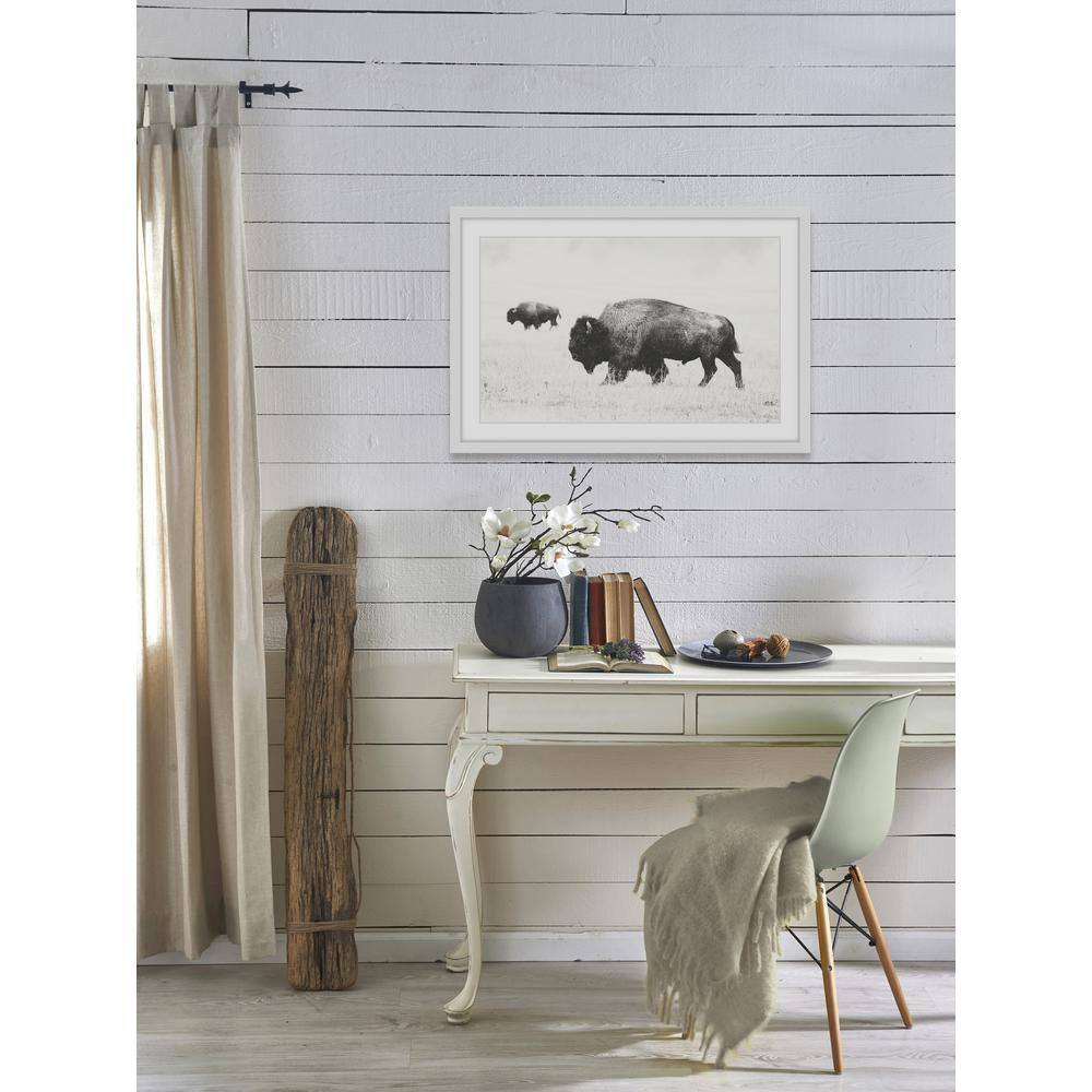 Buffalo Pair Black and White Framed Canvas Print, 16" x 24"
