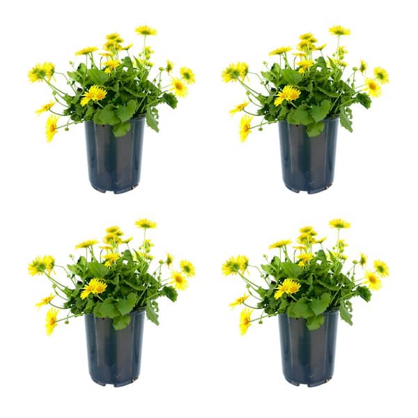 Unbranded 2.5 qt. Perennial Doronicum Leonardo Yellow (4-Pack)