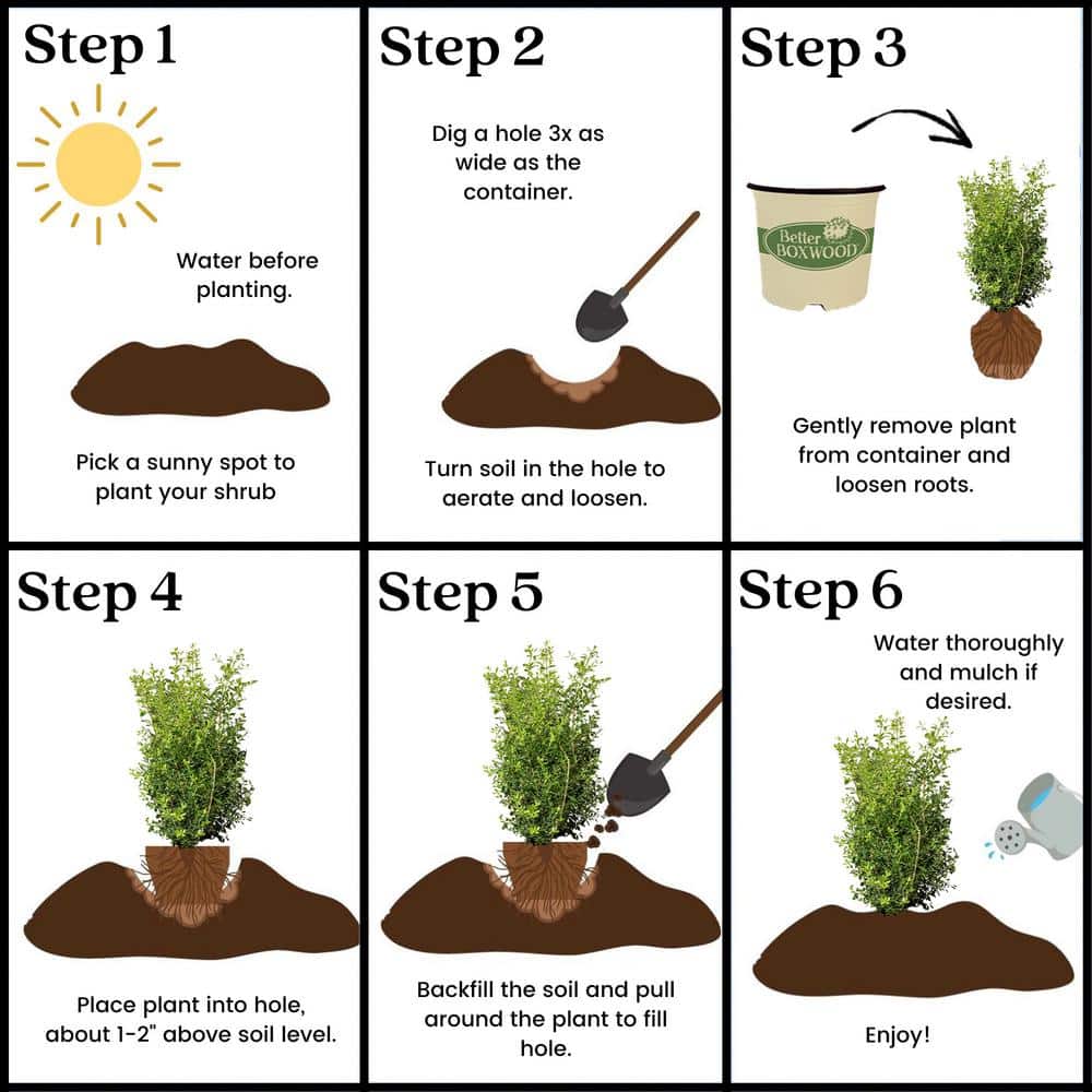 Skylight Evergreen Boxwood Shrub in 3 Gallon Container