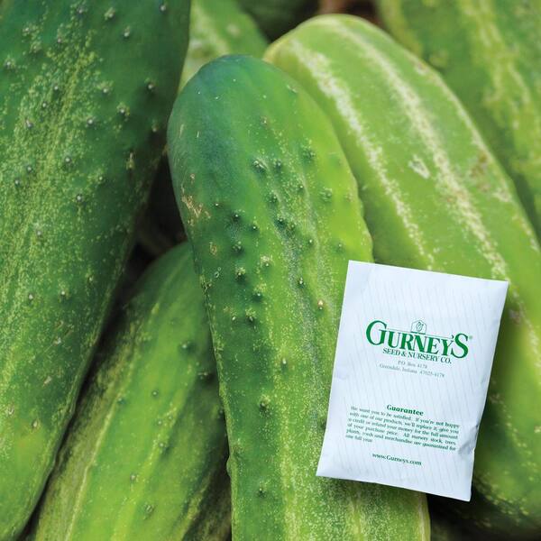Gurney's Cucumber Pickling - Bush Pickle Hybrid (35 Seed Packet)