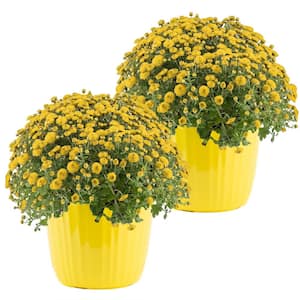 Yellow Ready to Bloom Fall Chrysanthemum Outdoor Plant in 3 qt. Yellow Decor Pot, Avg. Shipping Height 1-2 ft. (2-Pack)