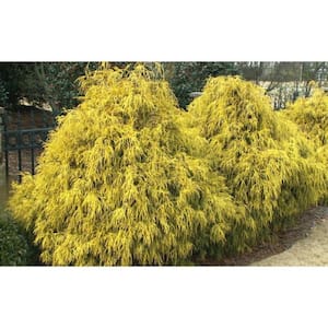 1 Gal. Kings Gold Threadbranch Cypress Shrub Brings Rich, Permanent Color to any Landscape