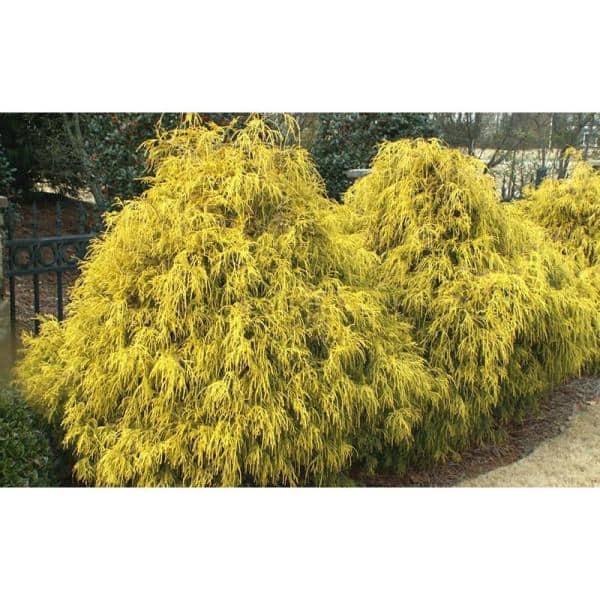 1 Gal. Kings Gold Threadbranch Cypress Shrub Brings Rich, Permanent Color to any Landscape