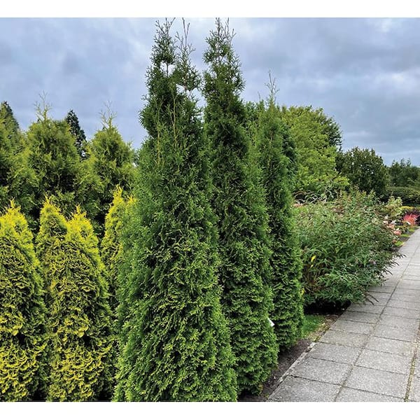 BLOOMIN' EASY 2 Gal. Private Jet Abrovitae (Thuja) Live Shrub