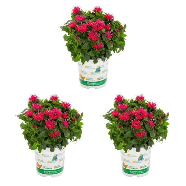 Vigoro 2 qt. Monarda Bee Balm Pocahontas Red Rose Perennial Plant (3 ...