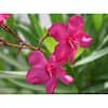 PROVEN WINNERS 4.5 in. Quart Austin Pretty Limits Oleander (Nerium ...