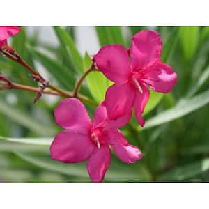 4.5 in. Quart Austin Pretty Limits Oleander (Nerium), Live Plant, Pink Flowers