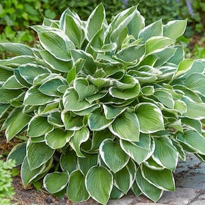 Francee Hosta Dormant Bare Root Perennial Plant (1-Pack)