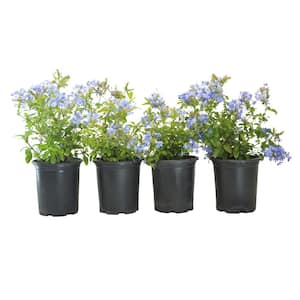 #1 Container Royal Cape Plumbago (4-Pack)