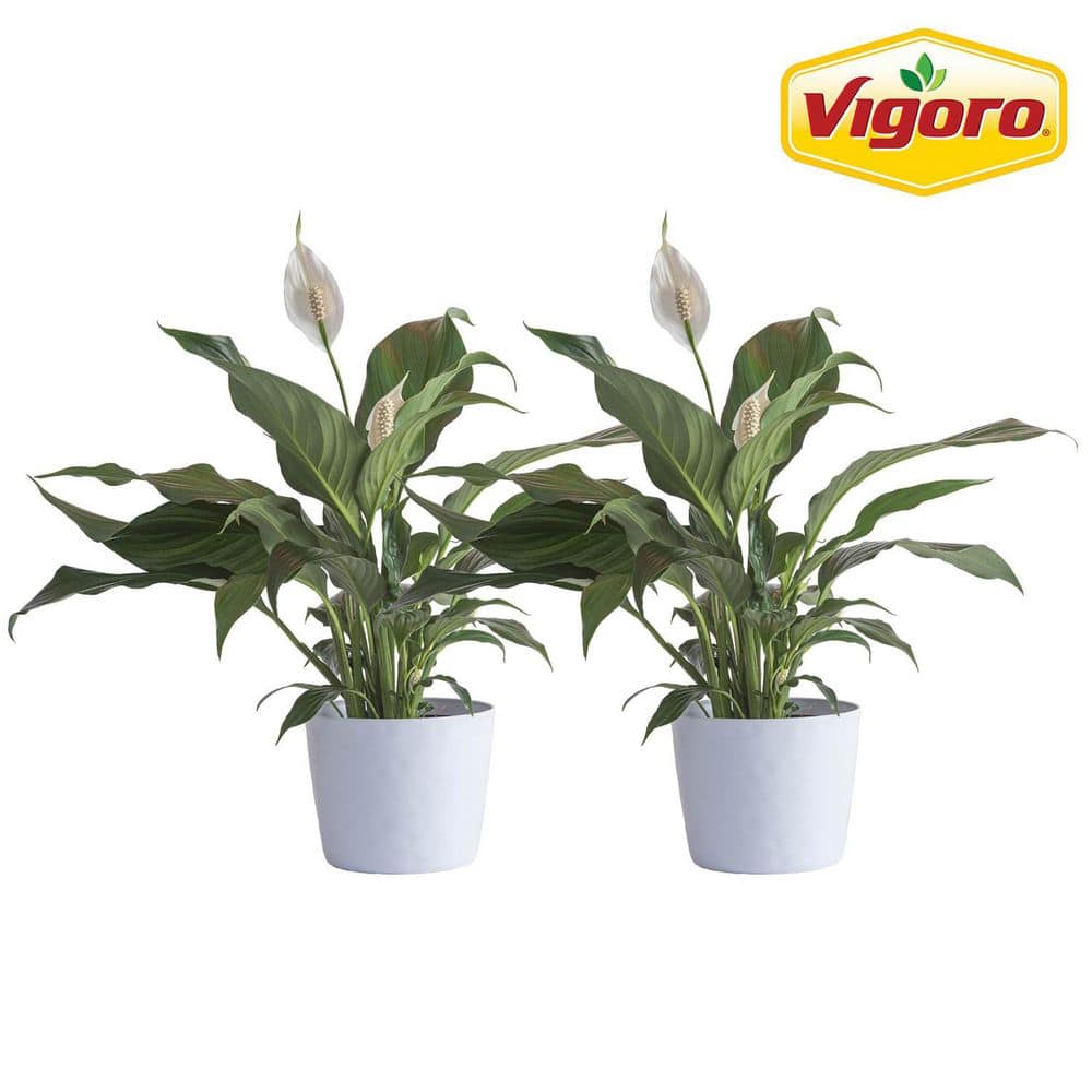 【OK plant】 vigoro-house-plants-co-sy06-3-