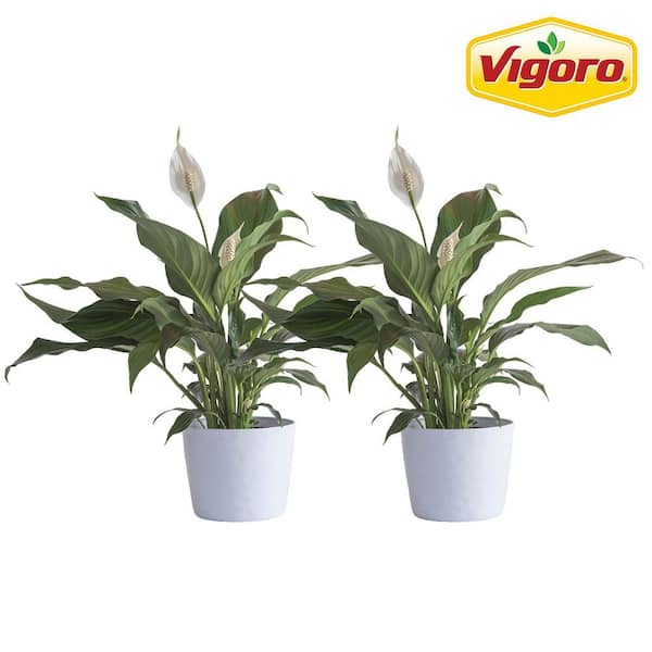 Peace Lily Indoor Plant in 6 in. White Ribbed Plastic Decor Planter, Avg. Shipping Height 1-2 ft. Tall (2-Pack)