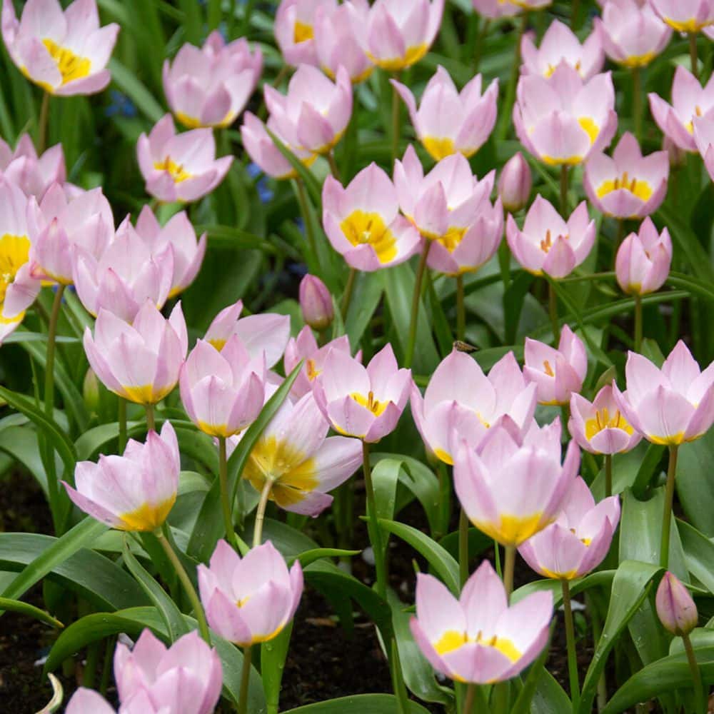 6/+ cm, Lilac Wonder Bakeri Tulip Flower Bulbs (Bag of 50) price history on PriceWatchPro