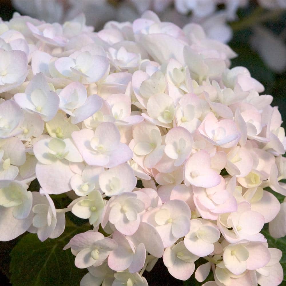 2 Gal. Blushing Bride Reblooming Hydrangea Flowering Shrub with White to Blush Pink Flowers